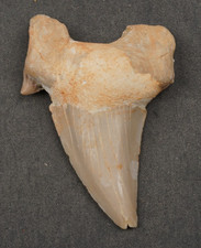 Large OTODUS Shark Tooth 2.13" Megalodon Era Fossil 6 Million Yr Old  ST44 picture