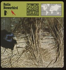 Satin Bowerbird  Safari Cards Rencontre Birds picture