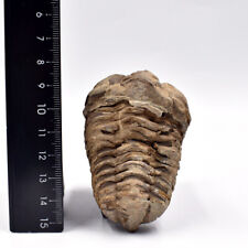 4~9cm Natural Trilobite Fossil, 500 Million Year Old Genuine Arthropod Specimen picture