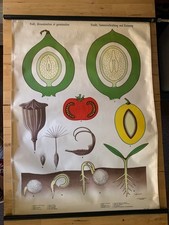 Vintage Pull Down Chart 60s Botanical German; Fruit, Germination, Seed Dispersal picture