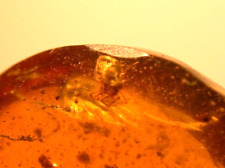 2 Mites Dinosaur Parasites? in Burmite Burmese Amber Fossil Gemstone picture