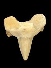 Tooth Lamna Oblica Morocco 4.3 cm picture