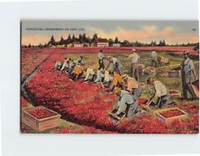 Postcard Harvesting Cranberries On Cape Cod, Massachusetts picture