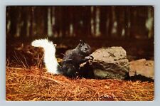 Kaibab National Forest, AZ-Arizona, White Tail Kaibab Squirrel, Vintage Postcard picture