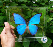 Real 3D Framed Blue Morpho didius - 8x7x1.5 - Acrylic Frame  picture