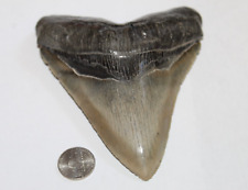 MEGALODON Fossil Giant Shark Teeth All Natural Large 5.28