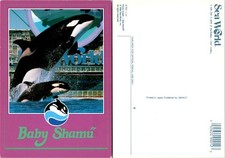 Continental Baby Shamu Sea World Postcard picture