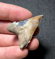 1.74" Bi-Colored Fire & Ice Angustidens Fossil Shark Tooth Summerville, SC picture