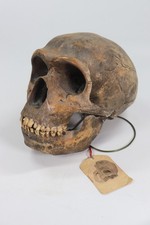 VTG Sinanthropus Peking Man Skull Model Homo Erectus Teaching Cast w/ Orig Tag picture