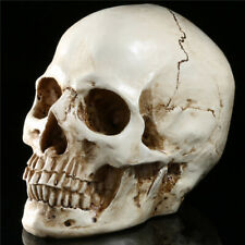 1:1 Life Size Replica Human Skull Model Resin Skeleton Head Medical Art Teach  picture