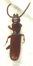 Parasitic Flat Bark Beetle: Catogenus rufus (Passandridae) USA Coleoptera Insect picture
