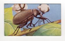 Power & Wonder cigarette card 1935 #175 The Boll Weevil, a pest of cotton crops picture