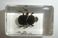 Scarab Dung Beetle Paragymnopleurus melanarius Small Block  Education Specimen picture