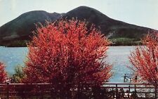 Clear Lake Clearlake CA California Red Buds Mt Konocti Volcano Vtg Postcard D49 picture