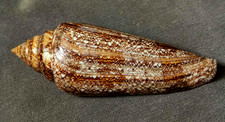 Conus gloriamaris 140.5mm /5.53 inch F+++ , MONSTER rare FAT body shape , DARK picture