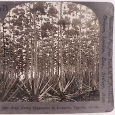 Sisal Hemp Uganda Plantation Stereoview 1920s African Farm Africa Keystone B1562 picture