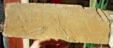 Four  4.0"  Unprepared Fossil Fish from 18" Layer  • Dempsey Ranch, Wyo. picture