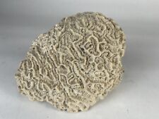 Natural Oval Shaped White Brain Coral Fossil 2.6+ lbs Beach Aquarium Sea Ocean picture