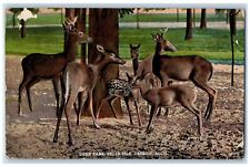 1921 Deer Park Belle Isle Attraction Resort Animals Detroit Michigan Postcard picture