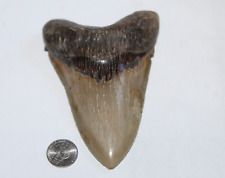 MEGALODON Shark Tooth Fossil No Repair 5.30