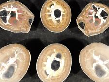 Lot of THREE Cut and Polished SEPTARIAN Nodules From Morocco 178gr picture