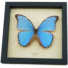 Real Purple Morpho Godarti Butterfly Framed Taxidermy Display picture