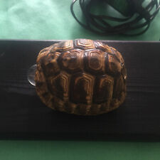 Real Turtle Night Lamp Species not Endangered Vintage picture