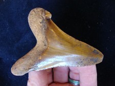 3 1/4" AURICULATUS SHARK TOOTH Deep South Arrowhead ~92~ picture