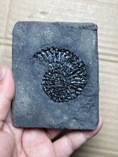 145g Triassic Natural ammonite Trachyceras specimen on rock picture