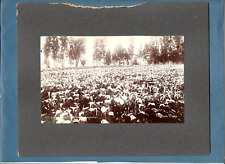 Vint c1900 Matted 5x8 Park & Co. Photo A FIELD OF CALLA LILIES Nr Los Angeles Ca picture