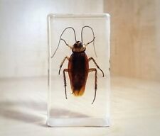 Real Cockroach in Resin, Insects in Lucite, Roach, Oddities, Curiosities, Bugs picture