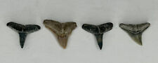 Estate Lot 4 Old Prehistoric Fossils Teeth Shark Ancient Marine Relics Specimens picture