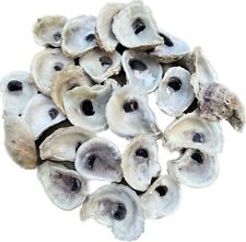 Bulk US Oyster Shells, Cleaned/Bleached, 2 to 3 inches, 2