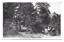 Palmer Lake Colorado, Pine Crest Scene, Antique Postcard picture