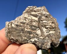 ☘️RR⛏: Detailed Triassic Phytosaur Scute From Arizona, 43 Grams picture