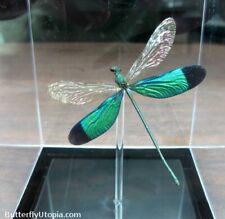 Real 3D Framed Metallic Green Dragonfly / Damselfly - Table Top  picture