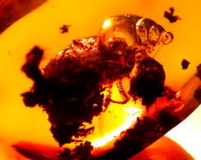 Large Methane Termite with Methane Bubble in Dominican Amber Fossil Gem picture