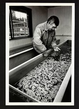 1990s Seattle WA Miller Creek Sewage Facility Coho Salmon Hatchery VTG Photo picture