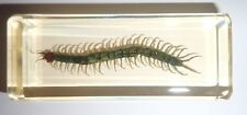 Large Red Headed Centipede in Amber Clear Block Education Insect Specimen picture