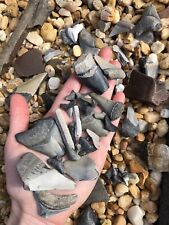 SO MANY FOSSILS Shark Tooth Dig Paleontology Megalodon Dinosaur Kids Dino Box picture