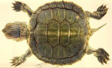 73mm Real Turtle Brazil Tortoise in Lucite Resin Science Education Specimen picture