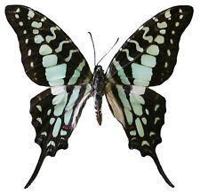Insect Butterfly Moth Papilionidae Graphium antheus-No. 57 picture