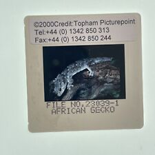 African fat-tailed gecko Nature Wildlife S32020  SD13  35mm Slide picture
