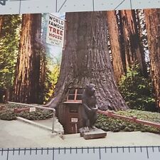 Vintage Postcard - World Famous Tree House 4000 Year Old Tree Un-Posted picture