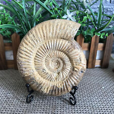 483g Rare natural polished white conch Ammonite Fossil Specimen Madagascar 03 picture