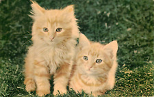 1954 Two Little Cats Postcard used with 3c stamp, made by Security Lithograph SF picture
