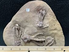 Super Fossil Crinoid Plate, Jimbacrinus bostocki, Australia picture