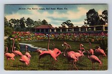 Miami FL-Florida, The Parrot Jungle, Red Road, Antique, Vintage Postcard picture