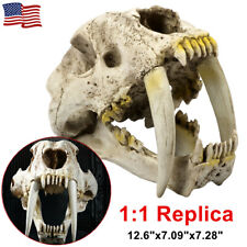 1:1 Resin Sabertooth Tiger Bone Skull Replica Model Home Decor Sculpture 12.6