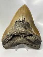 Megalodon Shark Tooth 6.17” Monster - 5” Wide - Authentic Fossil 13643 picture